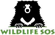 Visit & Volunteer with Wildlife SOS